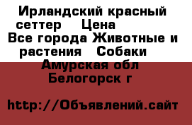 Ирландский красный сеттер. › Цена ­ 30 000 - Все города Животные и растения » Собаки   . Амурская обл.,Белогорск г.